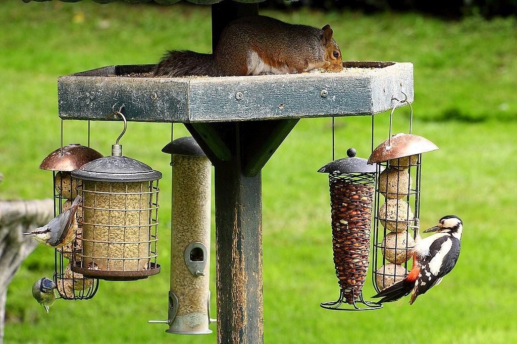 If you know How to Create a Fantastic Habitat for Birds in Your Backyard, it will be a lively place indeed