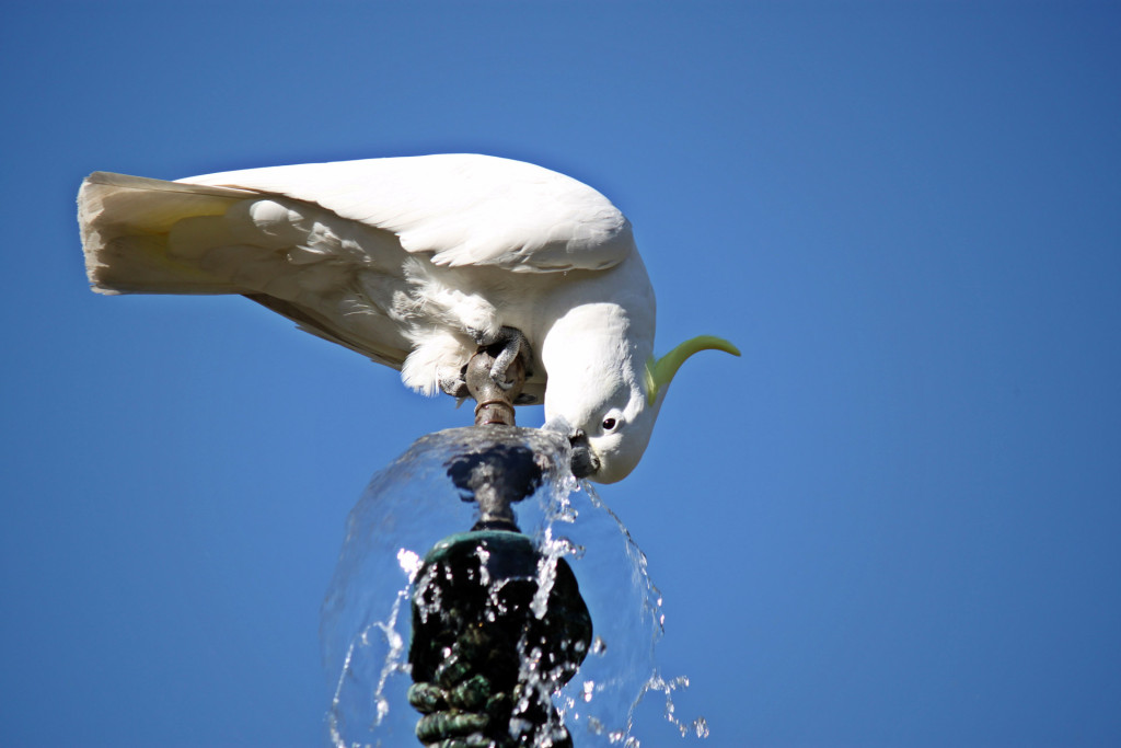 parrot-drinking-fountain-water-5