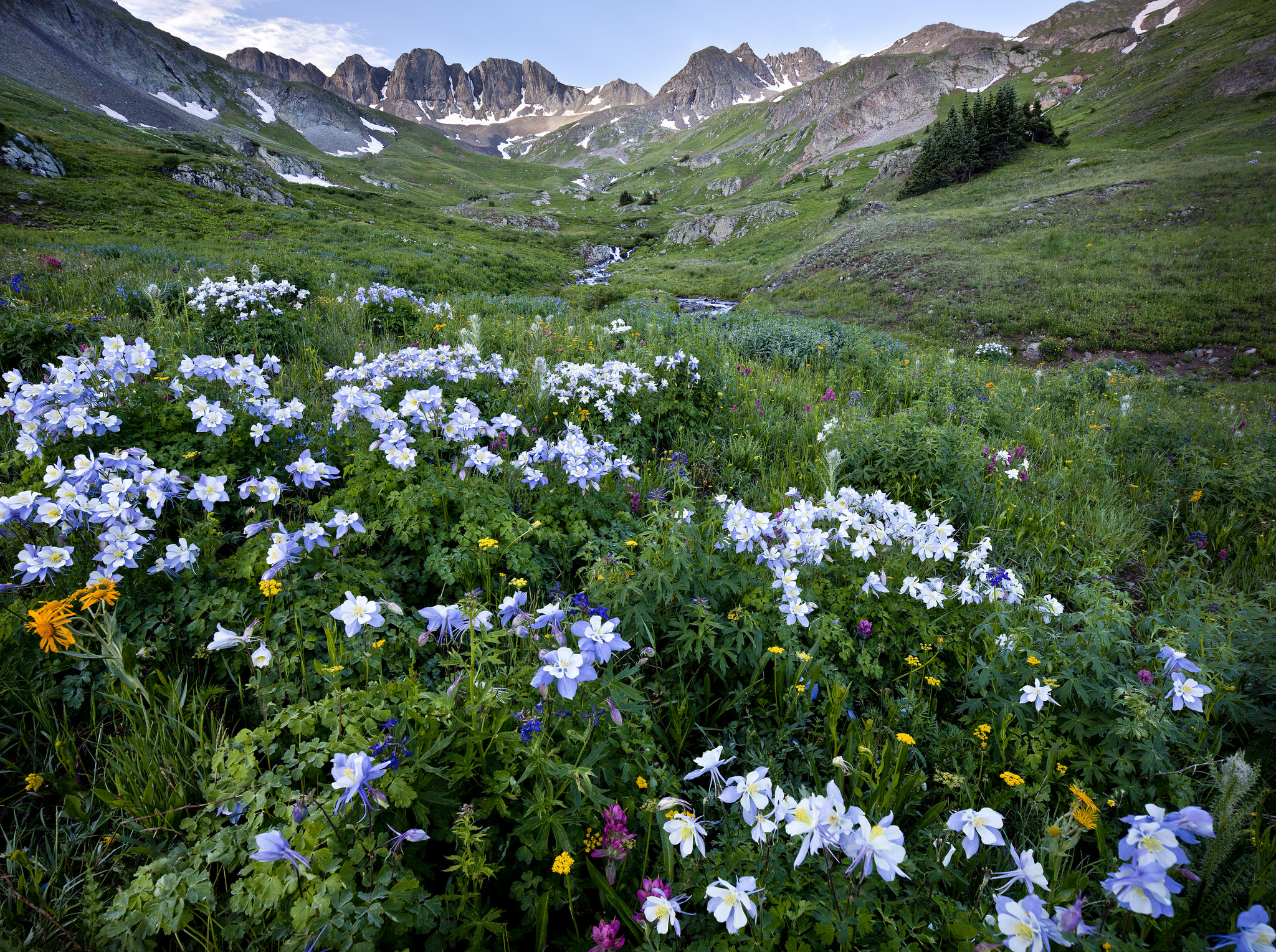 Beautiful flowers such as the Columbine can be found in abundance in the alpine meadows of Colorado's Rocky Mountains ... photo by CC user mypubliclands on Flickr